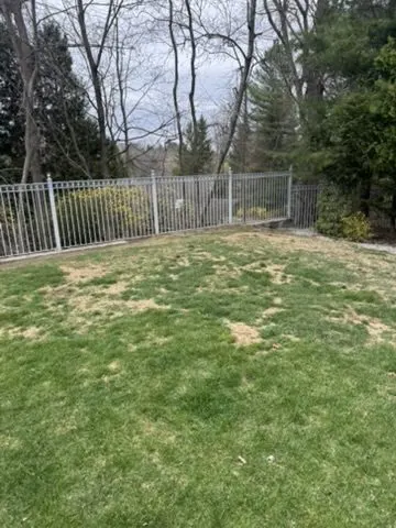 Black aluminum yard fence with a manicured lawn